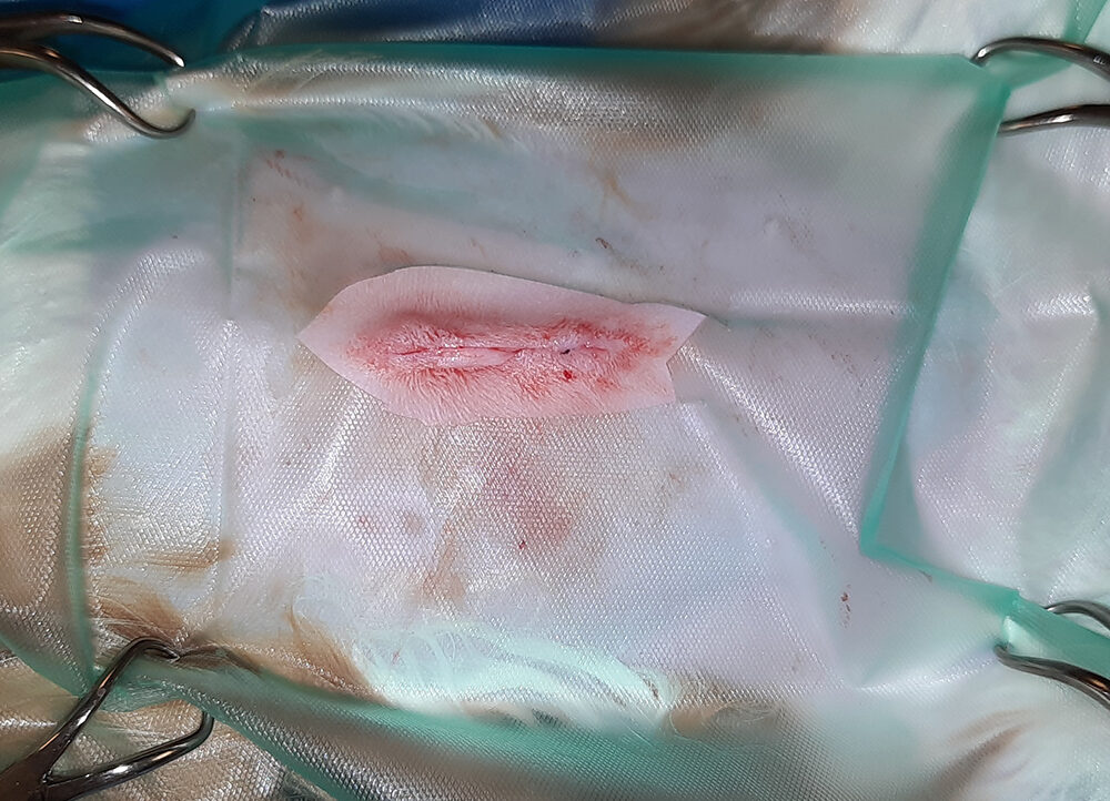 Dierenkliniek Tiel-Drumpt: Sterilisatie poes: de huid is weer dicht.