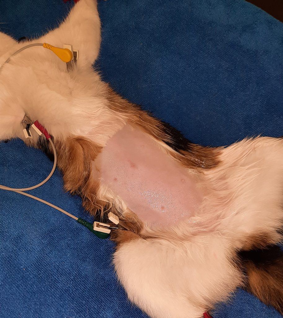 Dierenkliniek Tiel-Drumpt: Sterilisatie poes: gewassen en ECG