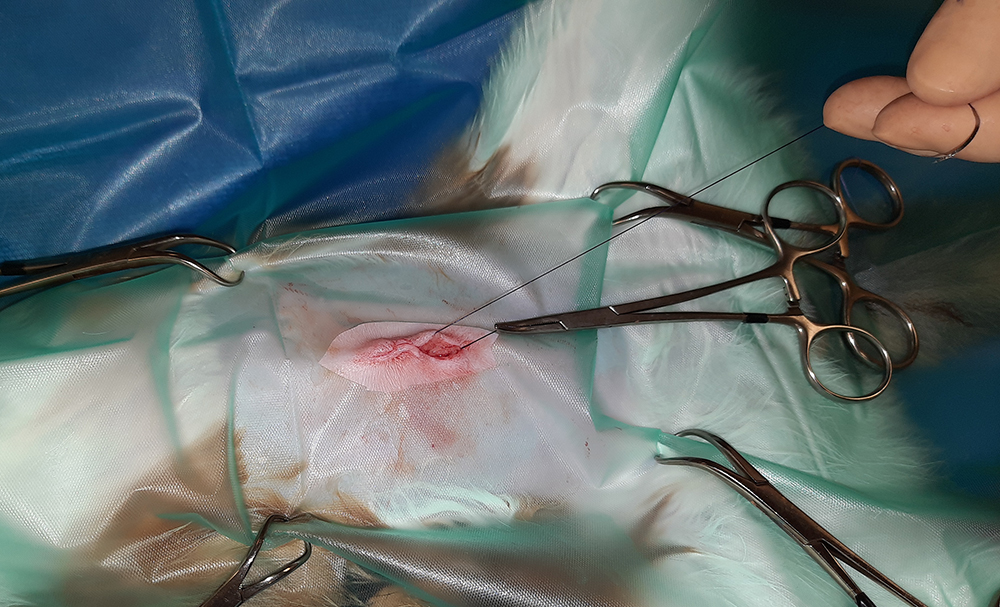 Dierenkliniek Tiel-Drumpt: Sterilisatie poes: het sluiten van de huid