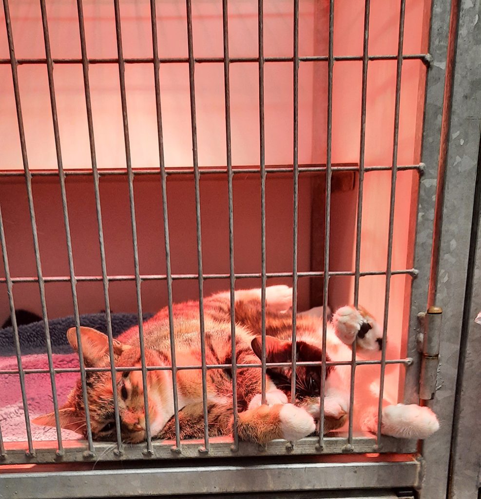 Dierenkliniek Tiel-Drumpt: Sterilisatie poes: steun aan elkaar