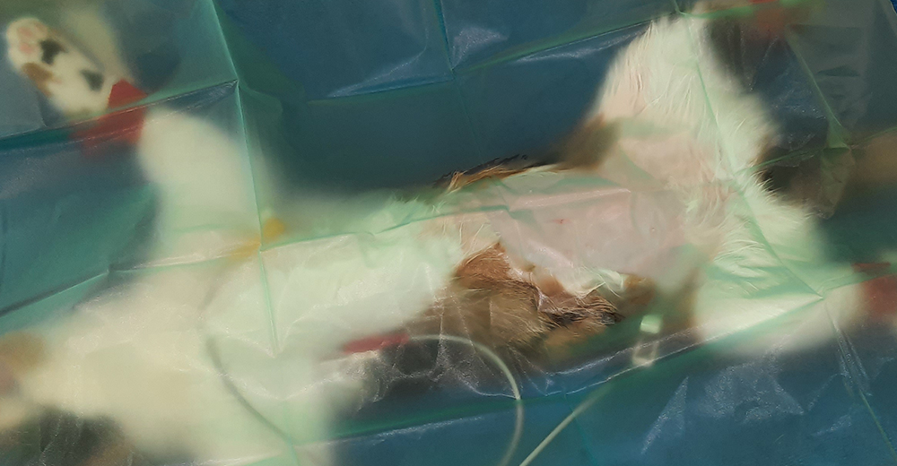 Dierenkliniek Tiel-Drumpt: Sterilisatie poes: afgedekt