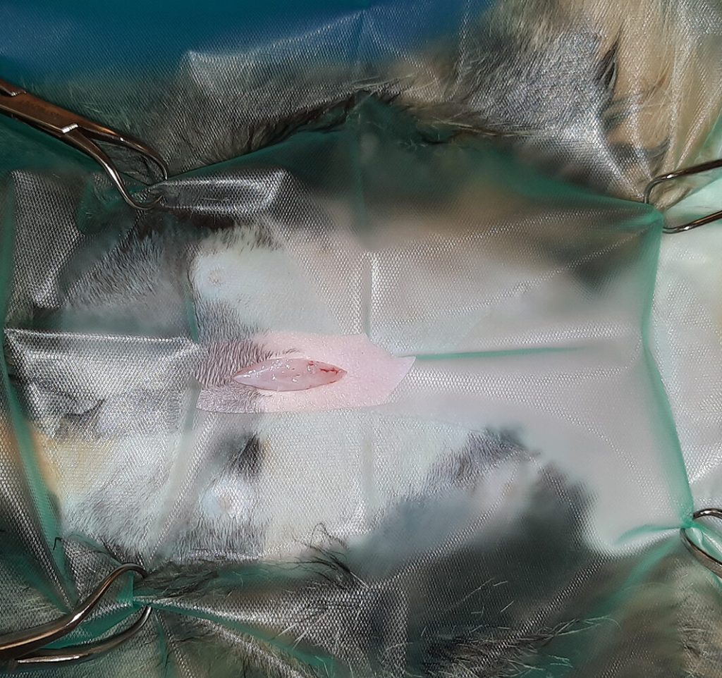 Dierenkliniek Tiel-Drumpt: Sterilisatie poes: we beginnen met een snede in de huid