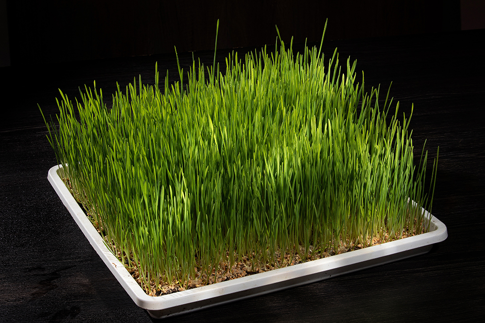 afbeelding Kattengras, nuttig of niet?