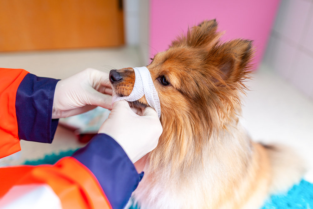 Dierenkliniek Tiel-Drumpt: Wanneer dieren pijn hebben kunnen ze onverwacht reageren, het is verstandig om uzelf, indien mogelijk, te beschermen.