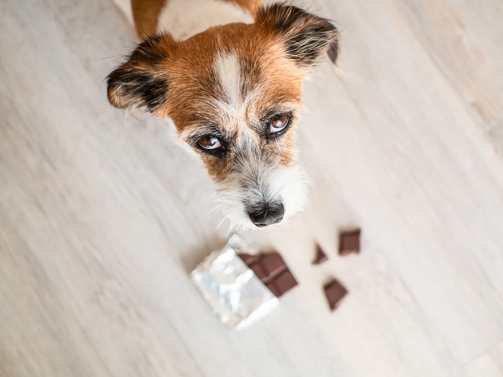 Dierenkliniek Tiel-Drumpt: Een hond die chocolade gegeten heeft.