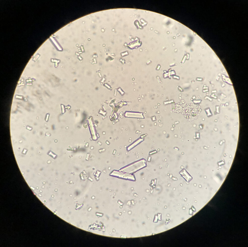 Dierenkliniek Tiel-Drumpt: Blaasgruis kan zorgen voor plasproblemen.