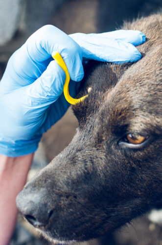 Dierenkliniek Tiel-Drumpt: Teek verwijderen: Het tekenhaakje