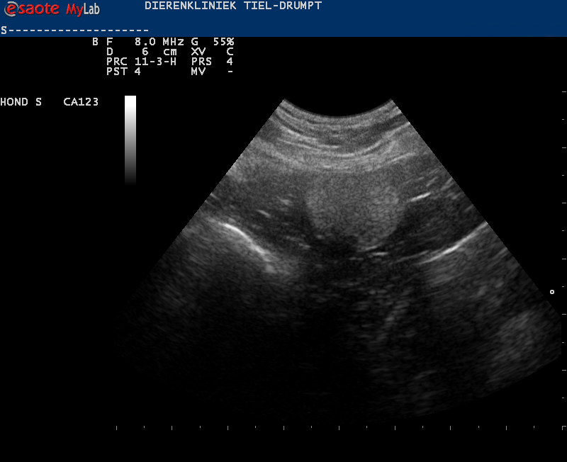 Dierenkliniek Tiel-Drumpt: Laparoscopisch geassisteerd opereren; Eerst hebben we de testikel in de buik gelokaliseerd met behulp van de echo.
