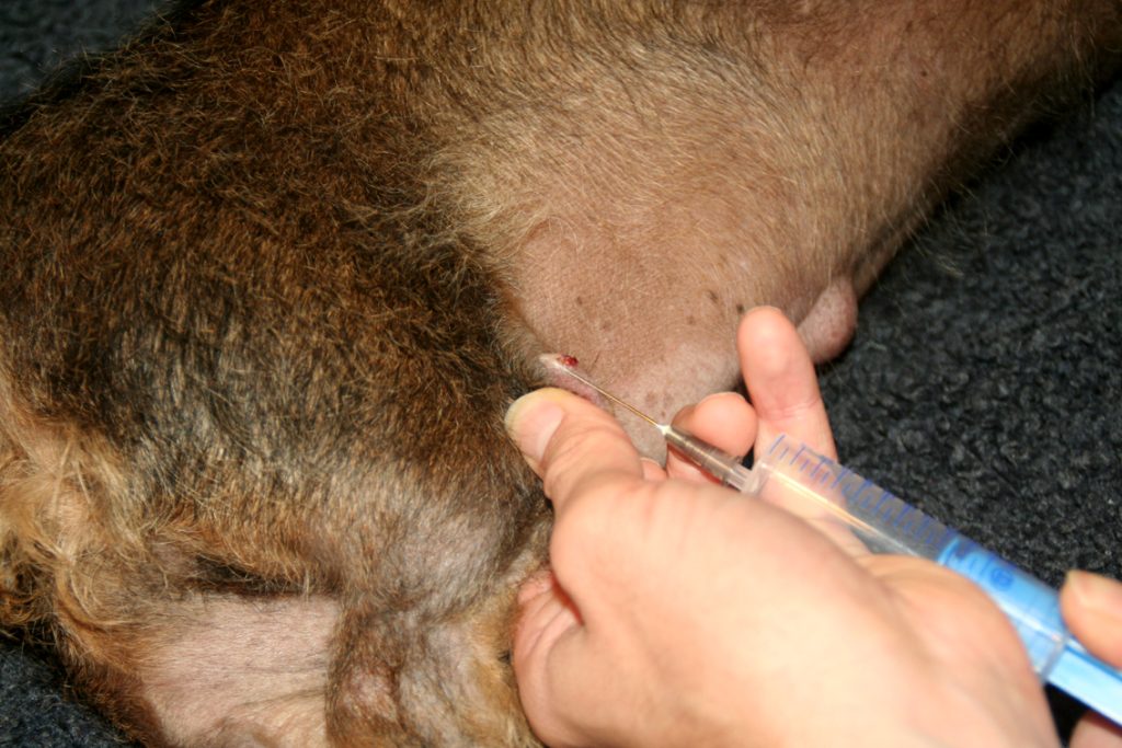 Dierenkliniek Tiel-Drumpt: Een naaldbiopt van een bult (DNAB), het aanprikken.