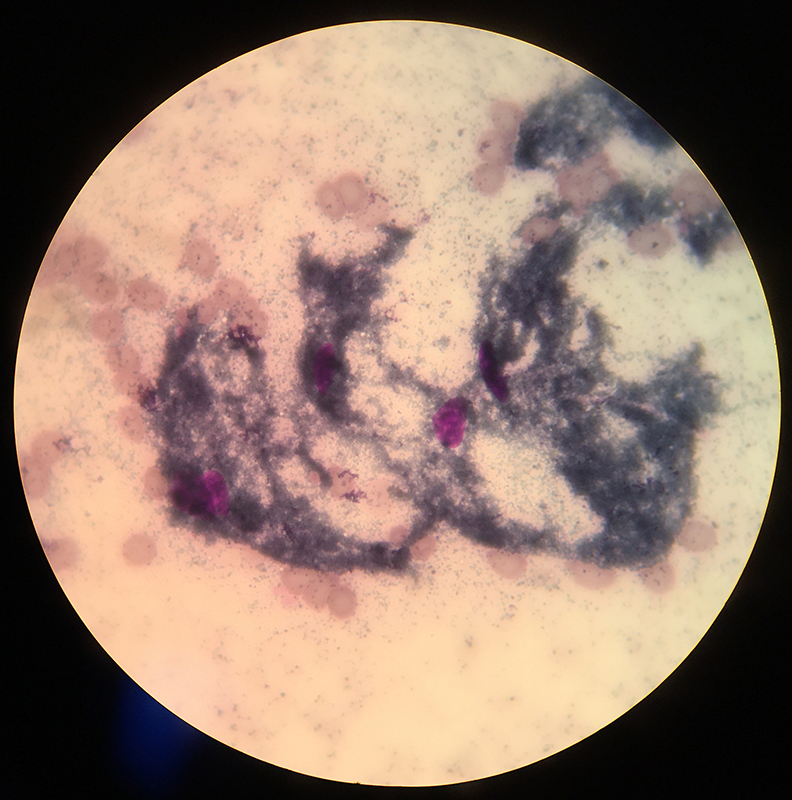 Dierenkliniek Tiel-Drumpt: Een naaldbiopt van een bult (DNAB), een coupe