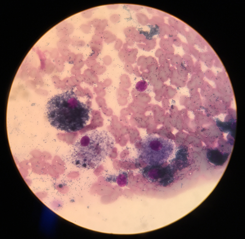 Dierenkliniek Tiel-Drumpt: Een naaldbiopt van een bult (DNAB), een voorbeeld van een coupe