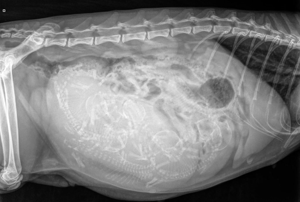 Dierenkliniek Tiel-Drumpt: Drachtbegeleiding, kittens in de buik op de röntgenfoto