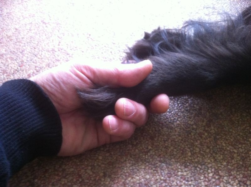 afbeelding Euthanasie, wat moet ik me daarbij voorstellen?