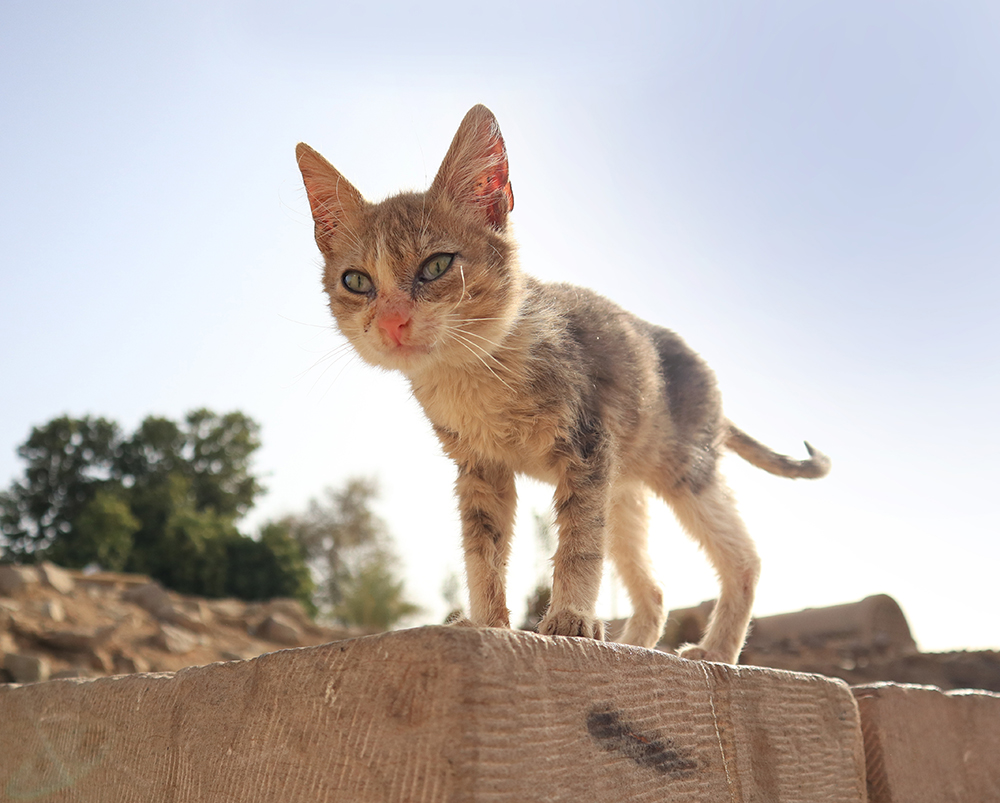 Dierenkliniek Tiel-Drumpt: Nierprobleem: Magere kat