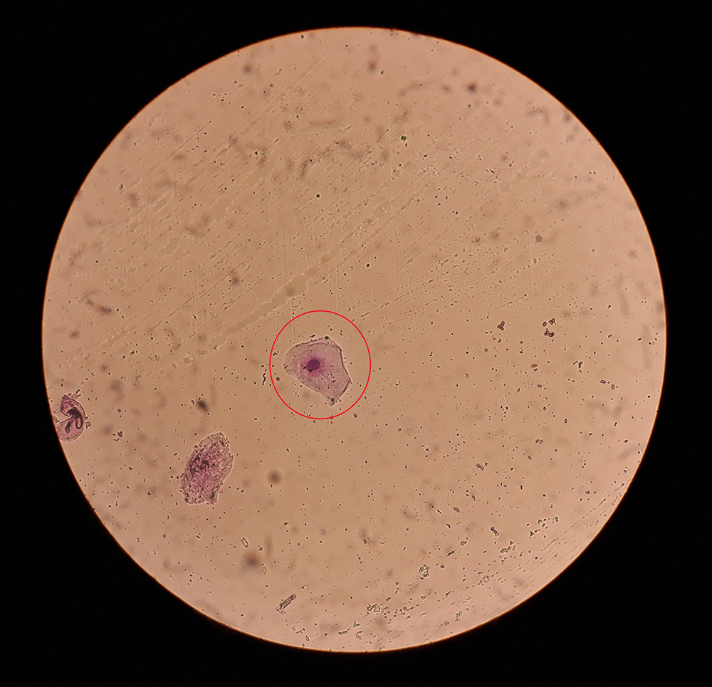 Dierenkliniek Tiel-Drumpt: Fertiliteitsbegeleiding; een intermediaire cel