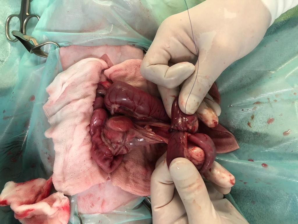 Dierenkliniek Tiel-Drumpt: Na het verwijderen van de invaginatie worden de gezonde darmdelen weer aan elkaar gezet.