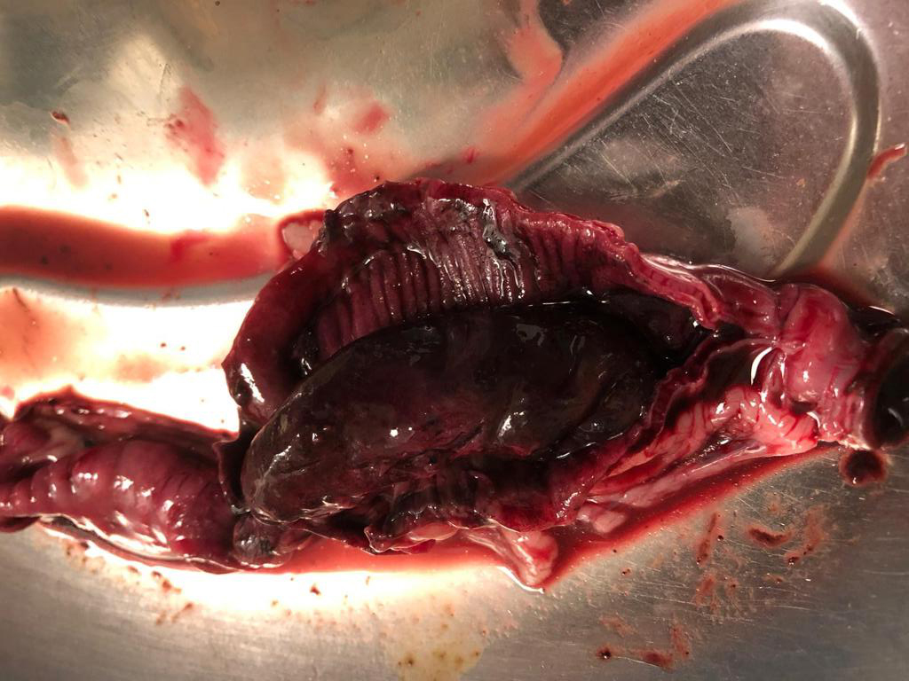 Dierenkliniek Tiel-Drumpt: Na het openen van het buitenste deel van de darm is de invaginatie goed te zien.