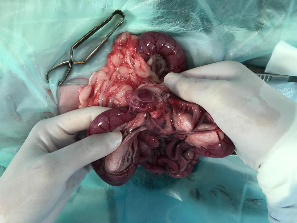 afbeelding Een invaginatie van een darm kan een lastige diagnose zijn