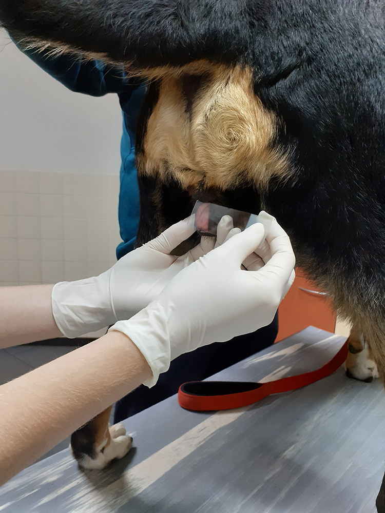 afbeelding Wat is het nut van vaginale cytologie bij de hond ?