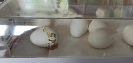 Dierenkliniek Tiel-Drumpt: Kuikentjes uitkomen uit het ei.
