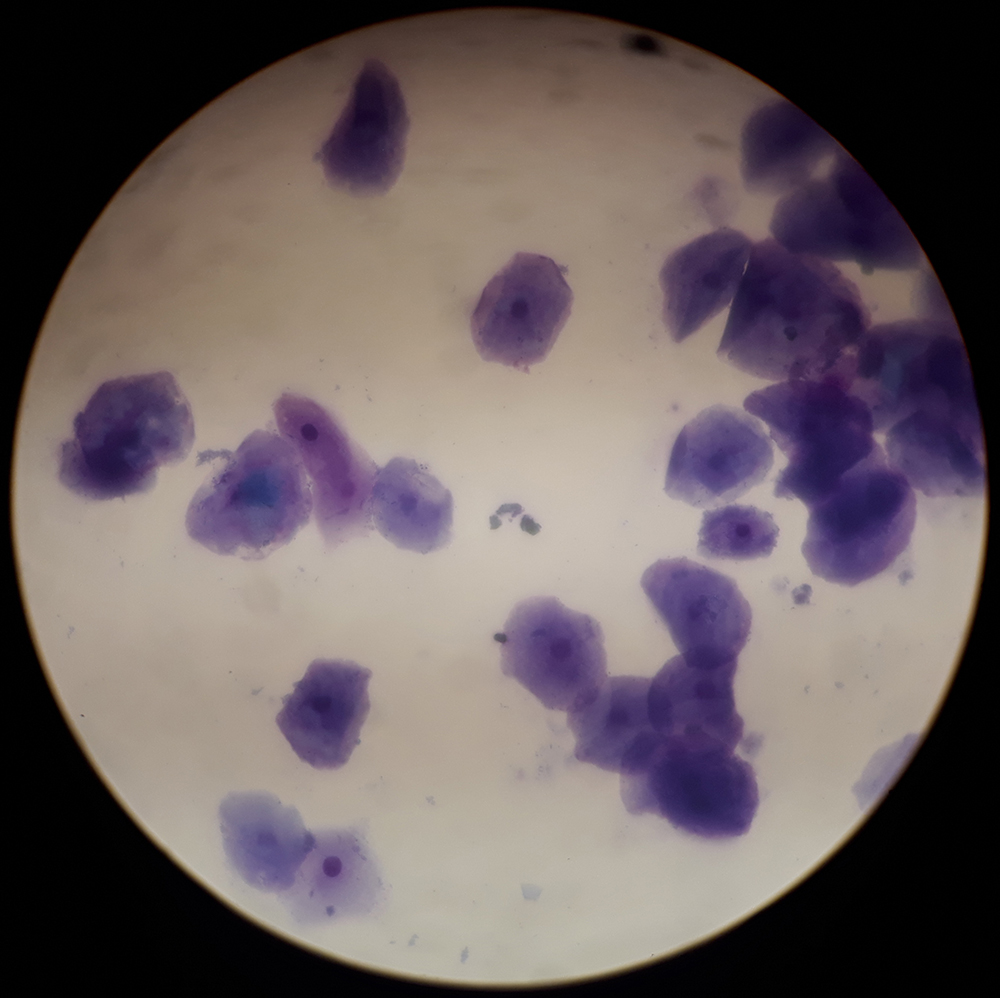 Dierenkliniek Tiel-Drumpt: Vaginale cytologie onder de microscoop