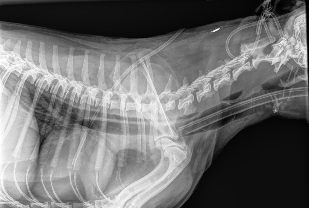 Dierenkliniek Tiel-Drumpt: Grumpy had wat in de slokdarm klemzitten: de röntgenfoto