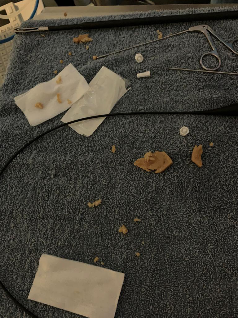 Dierenkliniek Tiel-Drumpt: Grumpy had wat in de slokdarm klemzitten: We peuteren wat af.