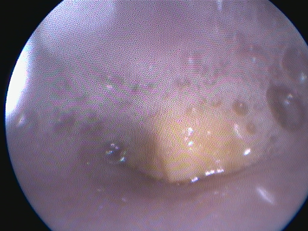 Dierenkliniek Tiel-Drumpt: Grumpy had wat in de slokdarm klemzitten: De structuur in de slokdarm