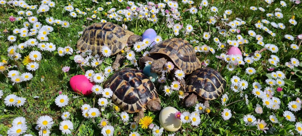 Dierenkliniek Tiel-Drumpt: De landschildpadden van Elena