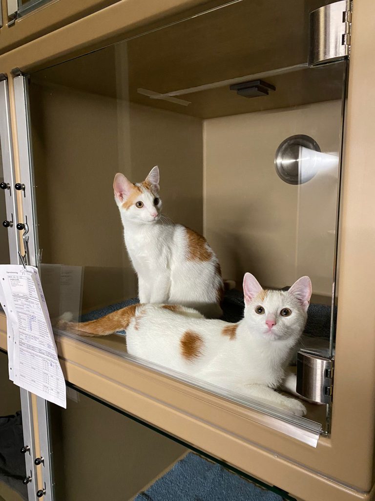 Dierenkliniek Tiel-Drumpt: 6 maanden: de poesjes zijn blij met hun nieuwe onderkomen.