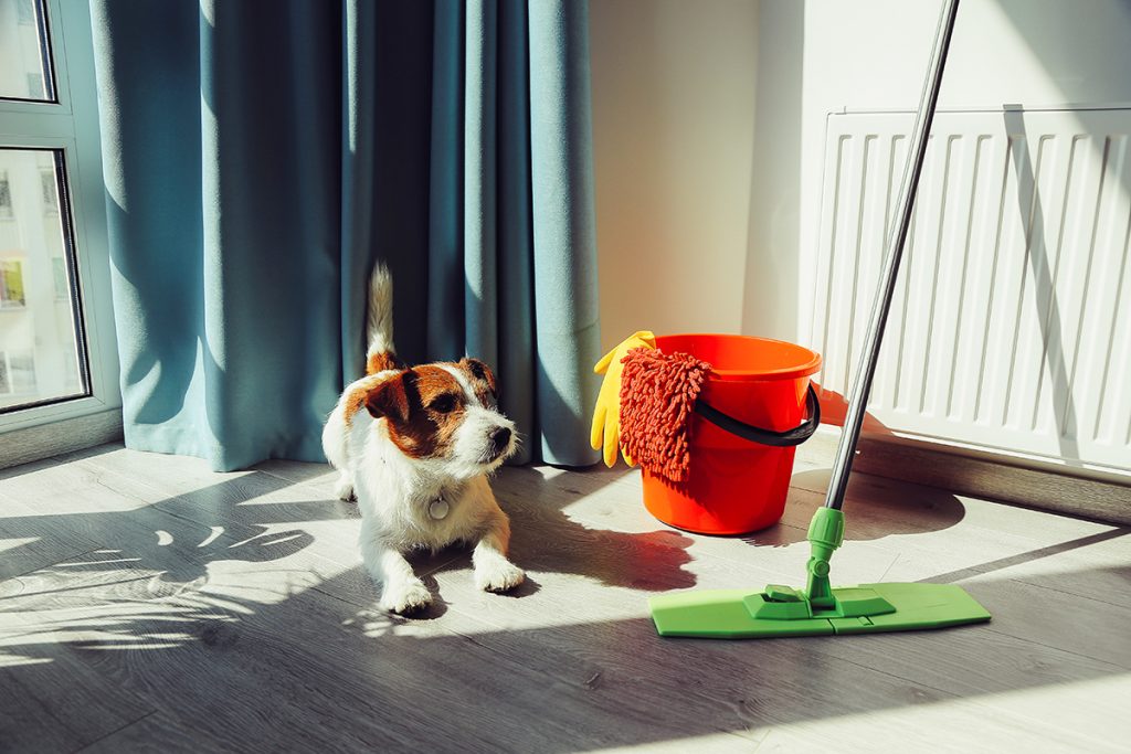 Dierenkliniek Tiel-Drumpt: Dementie bij hond en kat: een ongelukje in huis