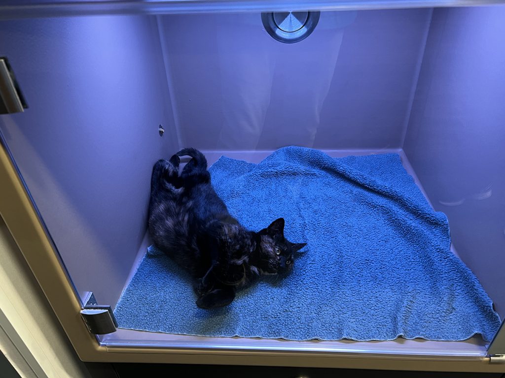 Dierenkliniek Tiel-Drumpt: 7 maanden in de verbouwing: oplossingen en vertraging: ontspannen voor het onderzoek.