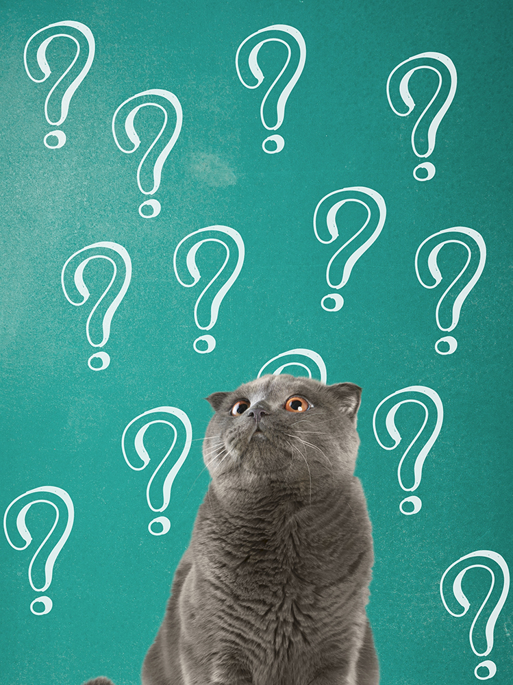 Dierenkliniek Tiel-Drumpt: Kan mijn hond of kat dement zijn? Een demente kat?