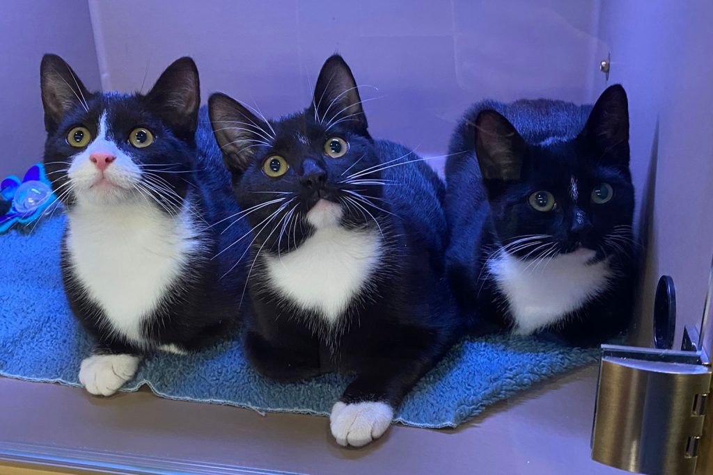 afbeelding De 8e maand van de verbouwing, een maand om snel te vergeten.