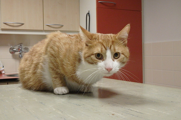 afbeelding Een kat met een rare hoest