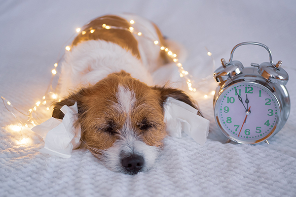 afbeelding De jaarwisseling: het vuurwerk in combinatie met de huisdieren
