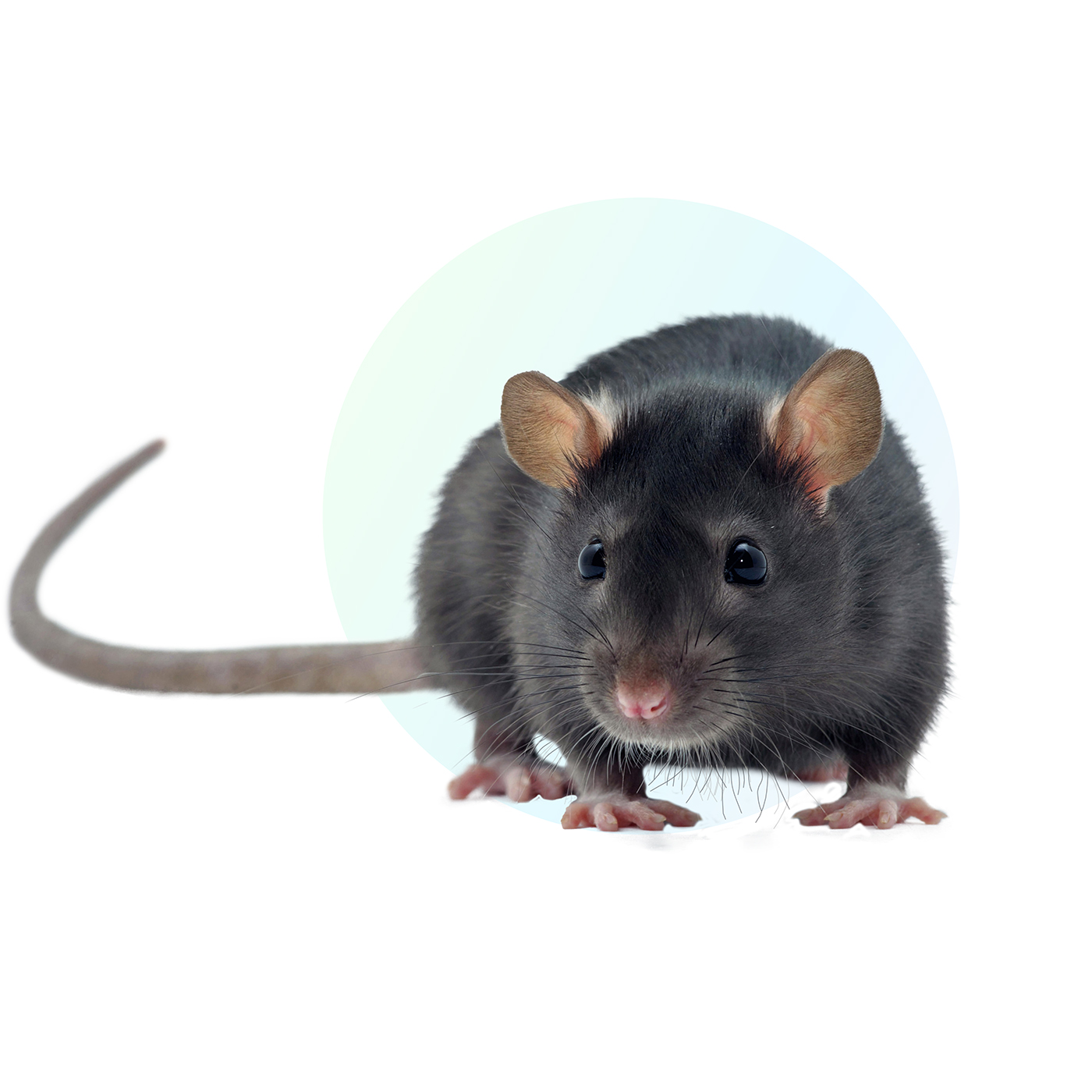 Dierenkliniek Tiel-Drumpt: Rat algemeen