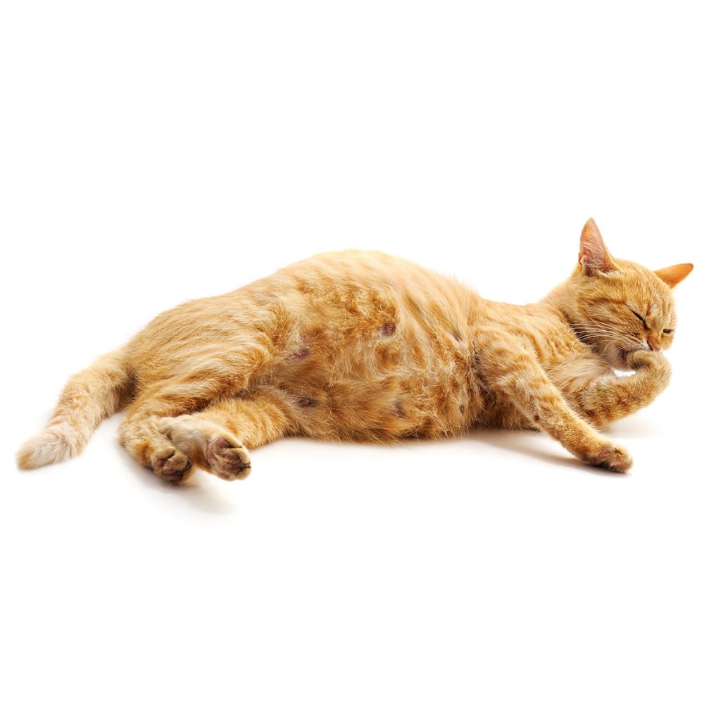 afbeelding Drachtbegeleiding