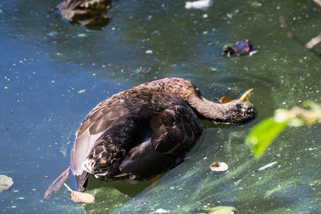 Dierenkliniek Tiel-Drumpt: Dode eend door Botulisme