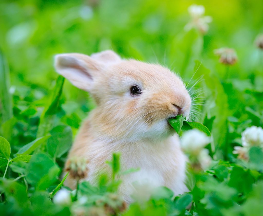 afbeelding Wat eet een konijn?