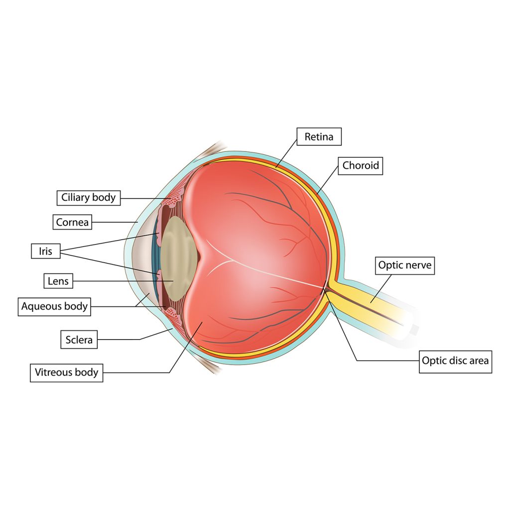 afbeelding Mijn kat is ineens blind, hoe kan dit?