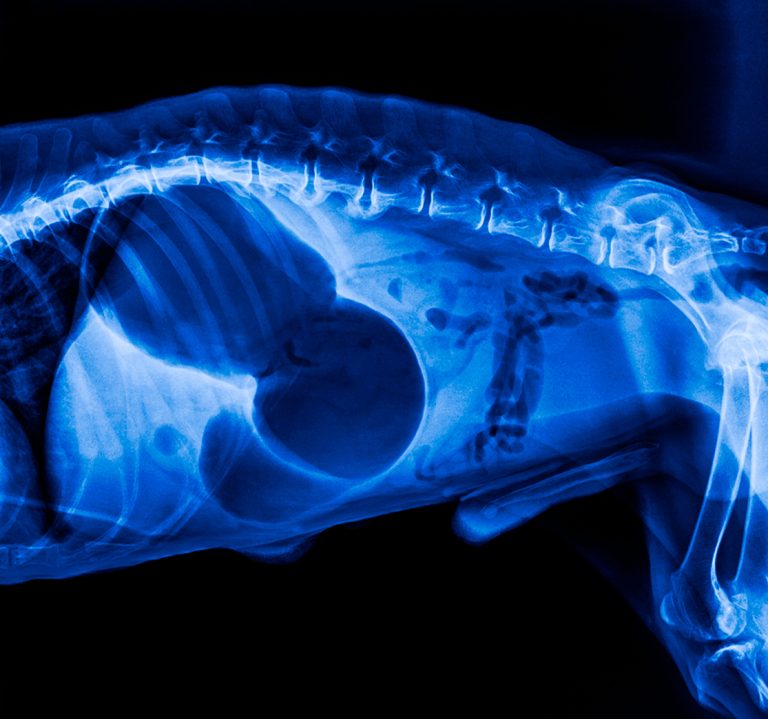 afbeelding Geperste of geëxtrudeerde brok en de maagtorsie