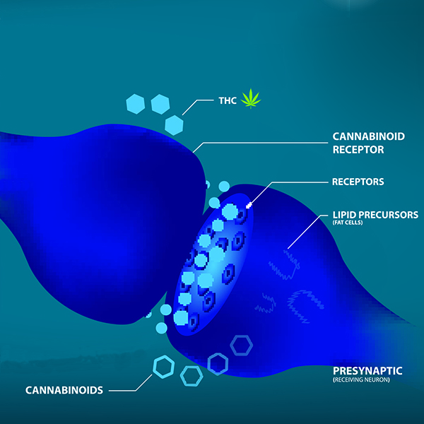 afbeelding Waarom wordt CBD bij de hond en de kat gebruikt?