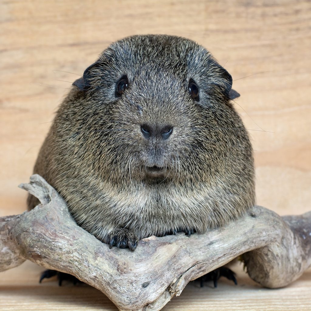 afbeelding Castratie van de cavia