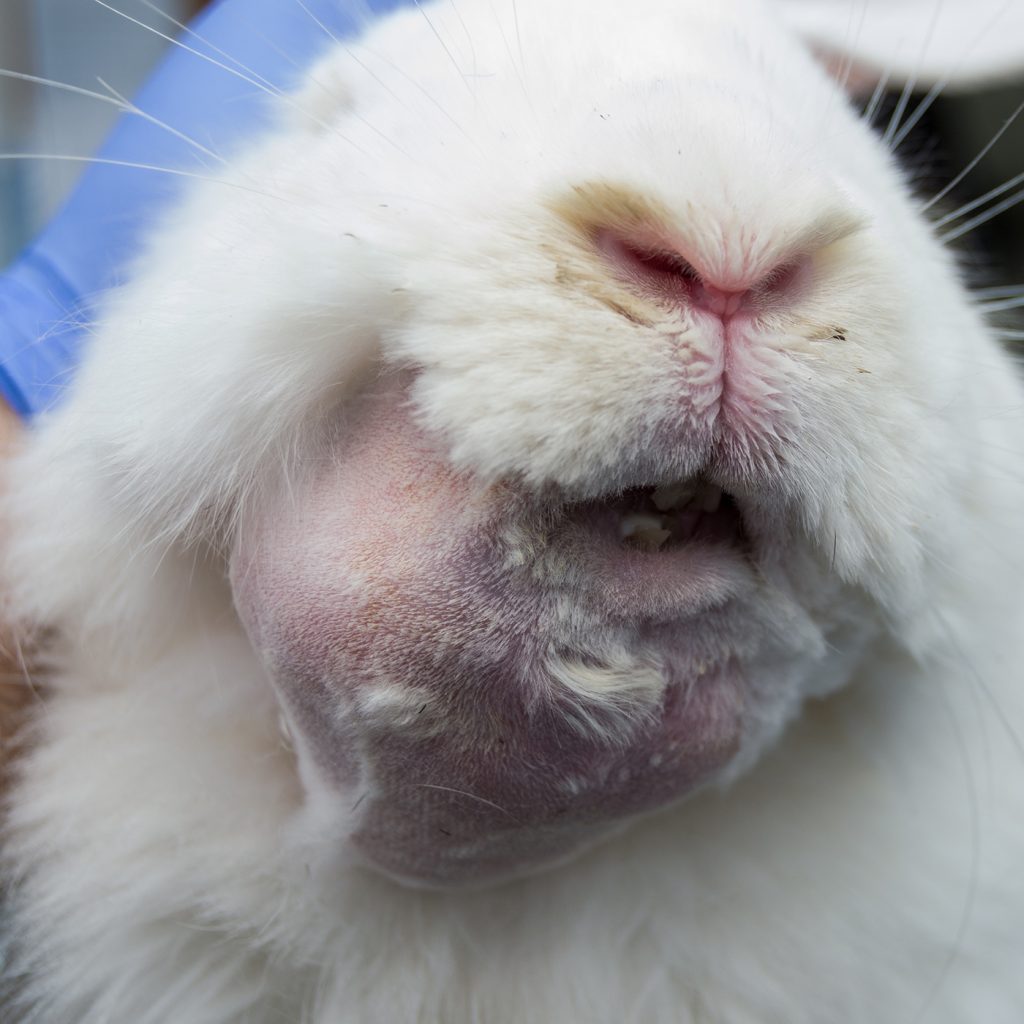 afbeelding Pasteurella