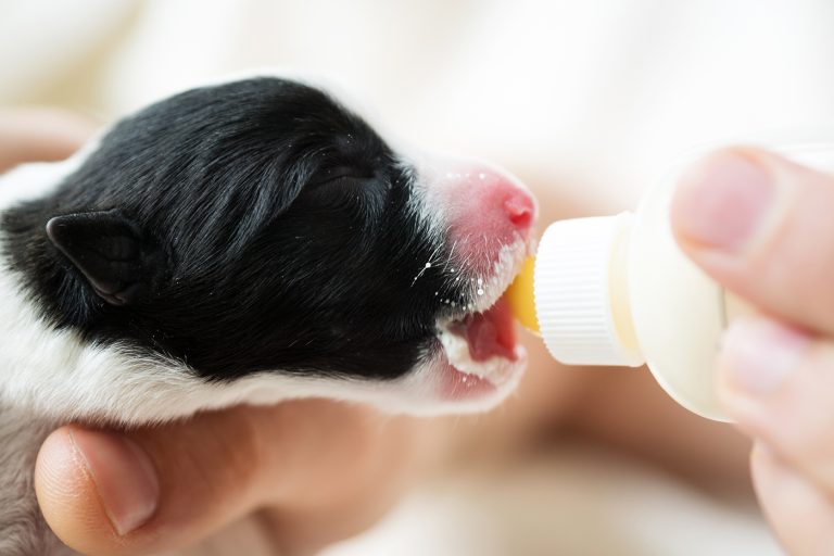 afbeelding Pups bijvoeden met Esbilac puppymelk