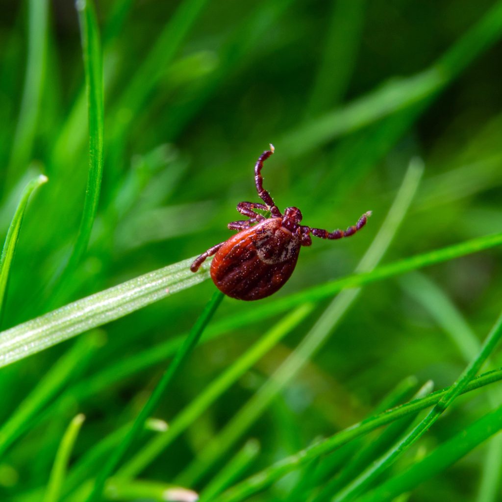 afbeelding Determinatie van teken