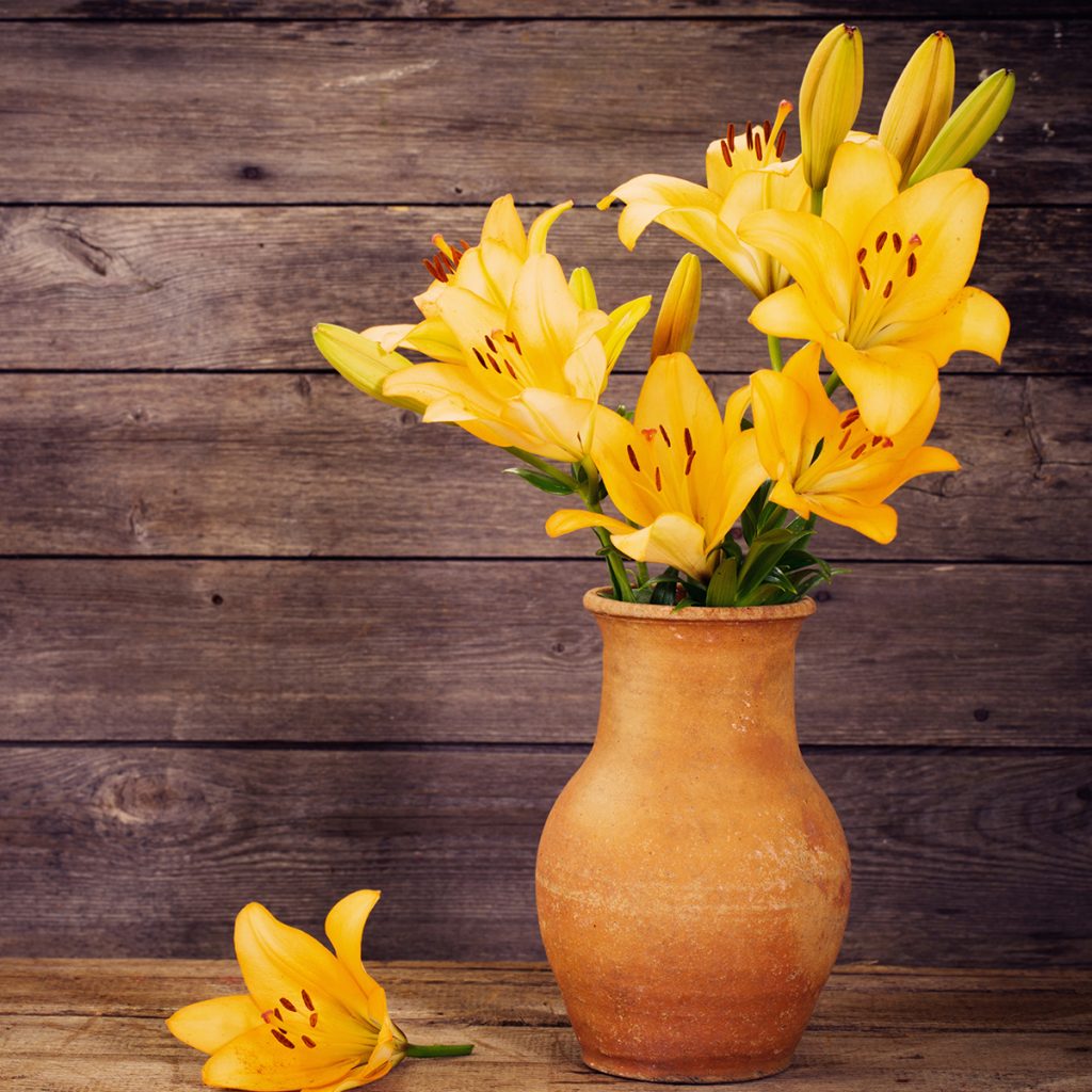 afbeelding Lelievergiftiging