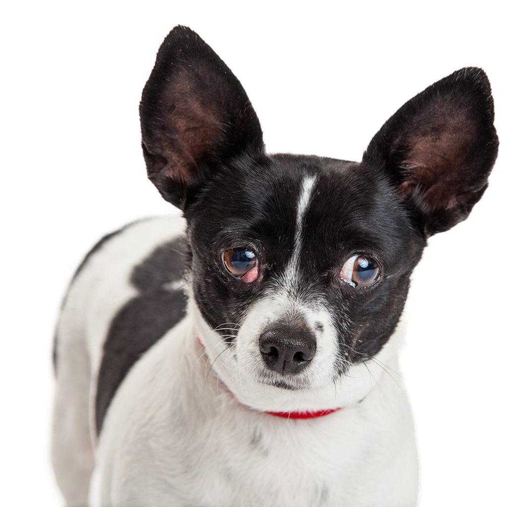 afbeelding Cherry eye