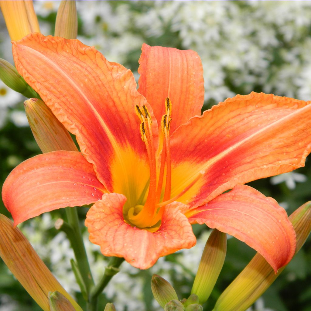 afbeelding Daglelievergiftiging